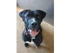 Adopt Pepper a Black American Pit Bull Terrier / Mixed dog in Rio Rancho