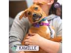 Adopt Kamille a Brown/Chocolate Mixed Breed (Medium) / Mixed dog in Hopkinton