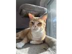 Adopt Georgie a Orange or Red (Mostly) Domestic Shorthair / Mixed (short coat)