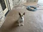 Adopt Sissy a Tan/Yellow/Fawn - with White Rat Terrier / Jack Russell Terrier /
