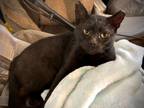 Adopt Soldier a Black (Mostly) Domestic Shorthair / Mixed (short coat) cat in
