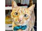 Adopt Pepper Jack - Adoption Fee Paid! a Orange or Red Tabby Domestic Shorthair