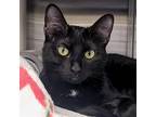 Adopt Rika - Reduced Fee! a Black & White or Tuxedo Domestic Shorthair / Mixed