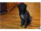 Adopt Olga a Gray/Silver/Salt & Pepper - with White Goldendoodle / German