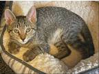 Adopt Victoria a Brown Tabby Domestic Shorthair / Mixed (short coat) cat in