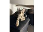 Adopt Kristie Alley Cat a Gray, Blue or Silver Tabby Domestic Shorthair cat in