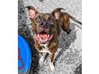 Adopt Rompers a Pit Bull Terrier / Mixed dog in Waynesville, NC (38397342)