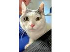 Adopt Ghost a Gray or Blue (Mostly) Domestic Shorthair / Mixed cat in