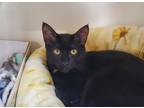 Adopt Zoe a Domestic Shorthair / Mixed cat in Oceanside, CA (38402633)