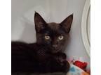 Adopt Paul a Domestic Shorthair / Mixed cat in Oceanside, CA (38402628)