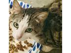 Adopt Topanga a Brown Tabby Domestic Shorthair / Mixed (short coat) cat in Brea