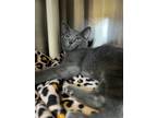 Adopt Onyx a Gray or Blue Domestic Shorthair / Mixed (short coat) cat in