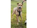 Adopt Scooby a Great Dane / Shepherd (Unknown Type) / Mixed dog in Bullard