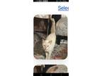 Adopt Cary a Tan or Fawn Siamese / Mixed (short coat) cat in Burlington