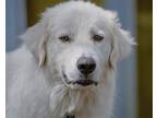 Adopt Cosmo a White Great Pyrenees / Mixed dog in Minneapolis, MN (38509500)