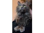 Adopt ELTON a Gray or Blue Nebelung (medium coat) cat in Brea, CA (38599207)