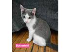 Adopt Kittens in Anchorage - page 1 a Gray or Blue (Mostly) Domestic Shorthair