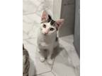 Adopt Samara Morgan a White (Mostly) Domestic Shorthair / Mixed (short coat) cat