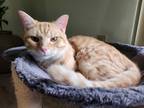 Adopt Cheezit YOUNG MALE a Orange or Red (Mostly) Domestic Shorthair / Mixed cat