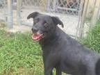 Adopt Ford. 14th street a Labrador Retriever / Mixed Breed (Medium) / Mixed dog