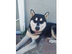 Adopt Archer a Black - with White Husky / Husky / Mixed dog in Wilmington