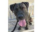 Adopt George Harrison a Brindle - with White Mixed Breed (Medium) / Mixed dog in