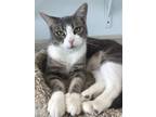 Adopt Houlihan a Gray, Blue or Silver Tabby Domestic Shorthair / Mixed (short