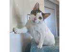 Adopt Mamacita a Domestic Shorthair / Mixed cat in Lincoln, NE (38478385)