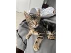 Adopt waffles a Brown Tabby Domestic Shorthair (short coat) cat in Long Beach
