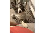 Adopt Sky a Gray/Silver/Salt & Pepper - with Black Australian Shepherd / Border