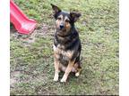 Adopt Goose a Black - with Tan, Yellow or Fawn Shepherd (Unknown Type) /