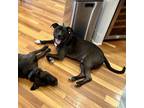 Adopt Rebar a Black Labrador Retriever / Mixed dog in Austin, TX (38562141)