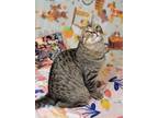 Adopt Percy a Brown Tabby Domestic Shorthair / Mixed (short coat) cat in