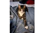 Adopt Tiger a Spotted Tabby/Leopard Spotted Domestic Shorthair / Mixed (short
