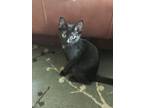 Adopt Polly a All Black Domestic Shorthair / Mixed (short coat) cat in