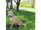 Adopt BRITTON a Pit Bull Terrier