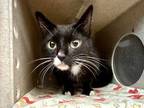 Adopt Francy a Black & White or Tuxedo Domestic Shorthair (short coat) cat in