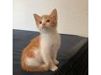 Ike, Domestic Shorthair For Adoption In Gainesville, Florida