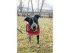 Adopt SHANE a Black - with White Pointer / Australian Cattle Dog / Mixed dog in