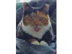Adopt Ophelia a Calico or Dilute Calico Calico / Mixed (short coat) cat in New