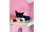 Adopt Frieda-kitten a Black & White or Tuxedo Domestic Shorthair / Mixed (short