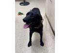 Adopt Peppa a Flat-Coated Retriever