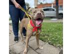 Adopt Mousse a Pit Bull Terrier