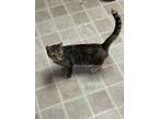 Adopt Dolly a Domestic Short Hair