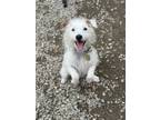 Adopt Penny a Jack Russell Terrier