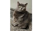 Adopt Sima a Domestic Medium Hair