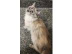 Adopt Jasmin a Domestic Medium Hair