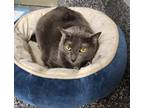 Adopt Olivia a Domestic Short Hair