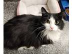 Adopt Dulce a Domestic Long Hair