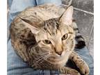 Adopt Phlox a Tan or Fawn (Mostly) Domestic Shorthair / Mixed (short coat) cat